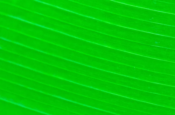 Зеленый банановый лист для фона — стоковое фото