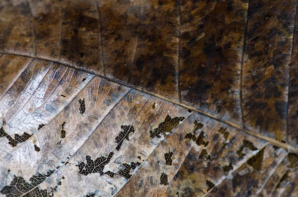 Scheletro di una foglia in decomposizione — Foto Stock