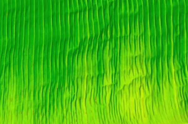 Gröna bananblad för bakgrund — Stockfoto