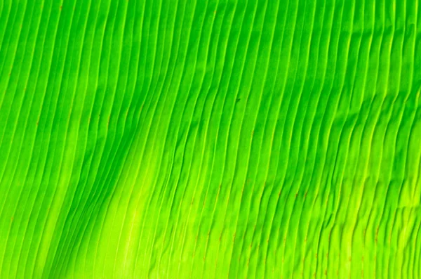 Foglia di banana verde per sfondo — Foto Stock