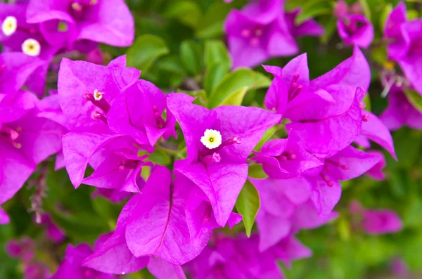 Fiore di bouganville rosa Foto Stock