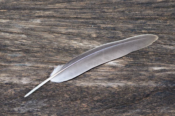 Feather on the old wood texture. — Stock Photo, Image