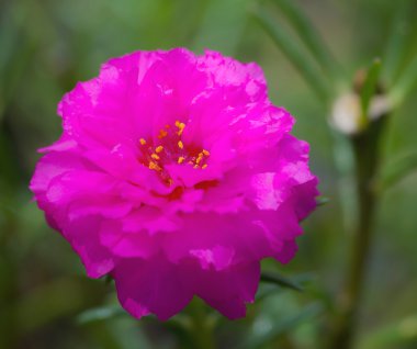 Portulaca Çiçek Bahçesi. 