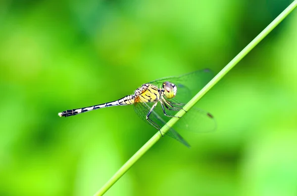 Libélula sobre fondo natural —  Fotos de Stock