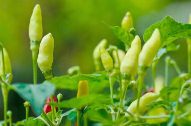  Kırmızı ve yeşil, ağaçta acı biber. 