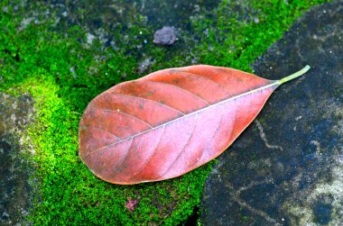 Patika üzerinde sonbahar yaprakları