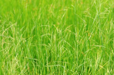 Yeşil çimen alanı arkaplanı 