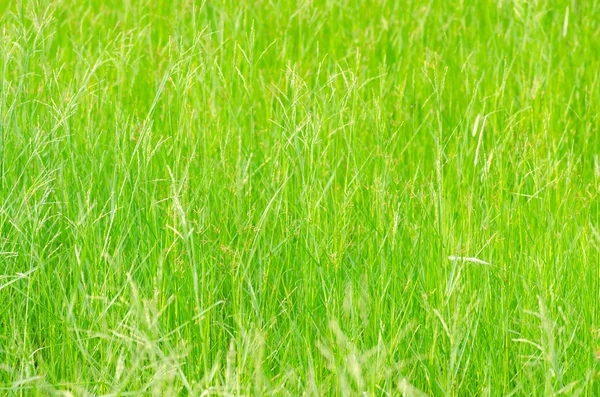 Grama verde campo fundo — Fotografia de Stock