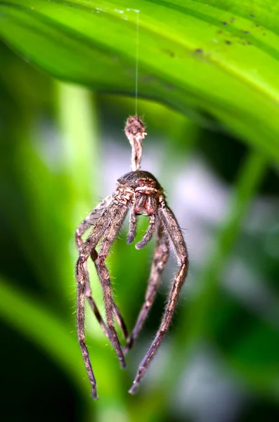 Peau d'araignée dans les parcs — Photo