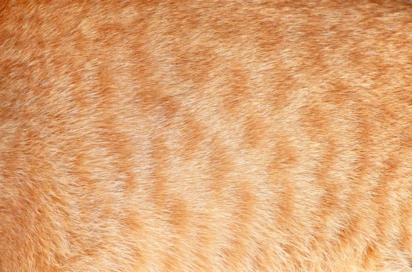 Textur einer Wolle einer Katze — Stockfoto