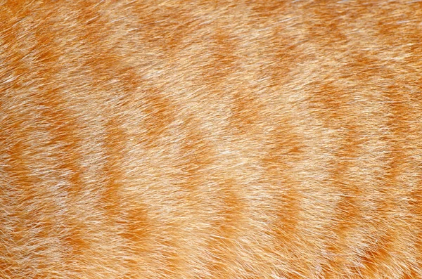 Textura de uma lã de um gato — Fotografia de Stock