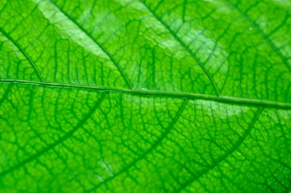 Textura frunzelor — Fotografie, imagine de stoc