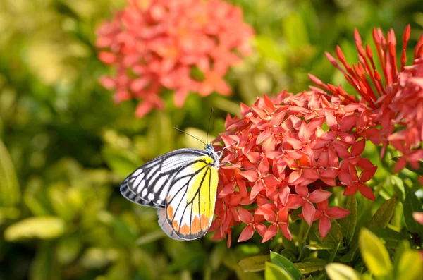 Bliska zwykły Tiger motyl perching na czerwony Ixora przepływu — Zdjęcie stockowe