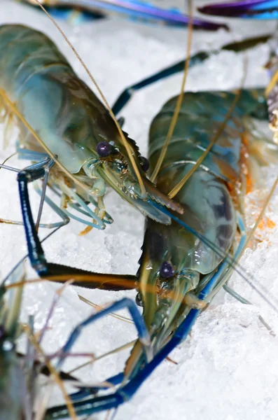 Gamberetti freschi sul ghiaccio per cucinare . Fotografia Stock