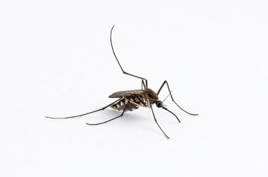 Mosquito isolated on white background  clipart