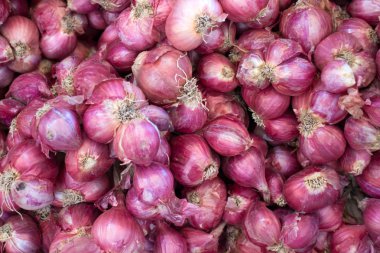 Allium ascalonicum 