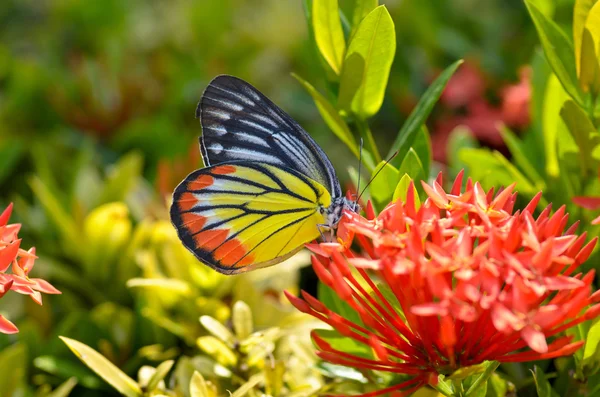 Närbild på vanlig Tiger fjärilen sittande på röda Ixora flöde — Stockfoto