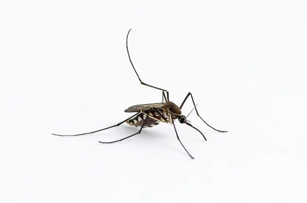 Комары изолированы на белом фоне — стоковое фото