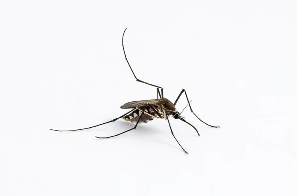 Moustique isolé sur fond blanc — Photo