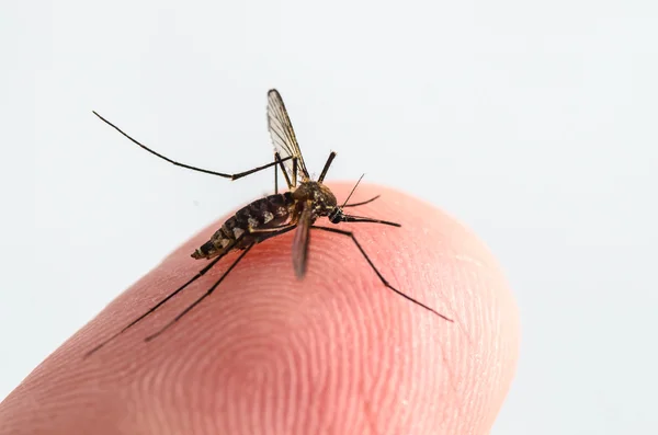 Nyamuk diisolasi pada latar belakang putih — Stok Foto