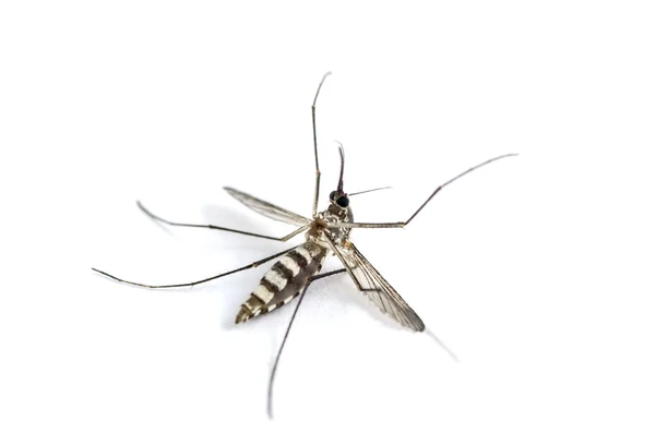 Mosquito isolado no fundo branco — Fotografia de Stock