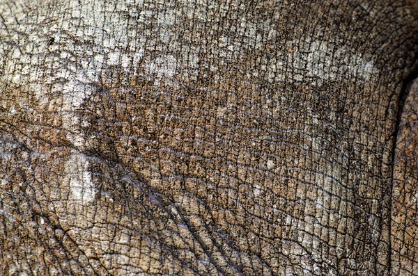 Rhino skin texture — Stock Photo, Image