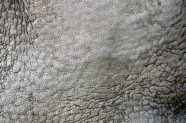 Rhino skin texture — Stock Photo, Image