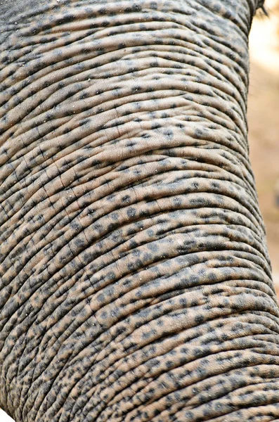 Plan rapproché d'une peau d'éléphant (front et nez ) — Photo