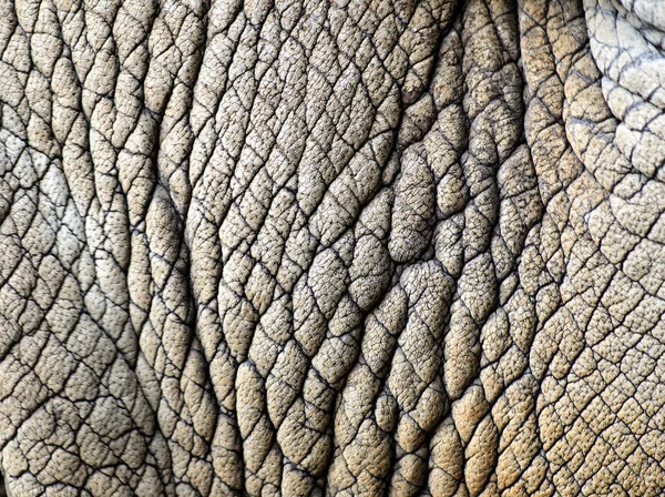 Texture della pelle di Rhino Foto Stock Royalty Free