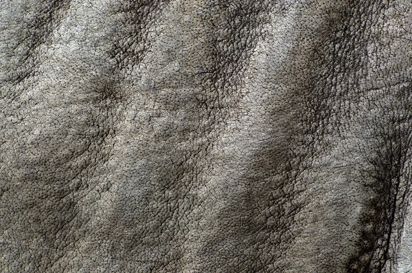 Texture della pelle di Rhino Immagini Stock Royalty Free