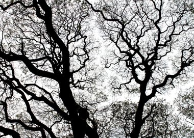  Samanea saman ağaç veya yağmur ağaç