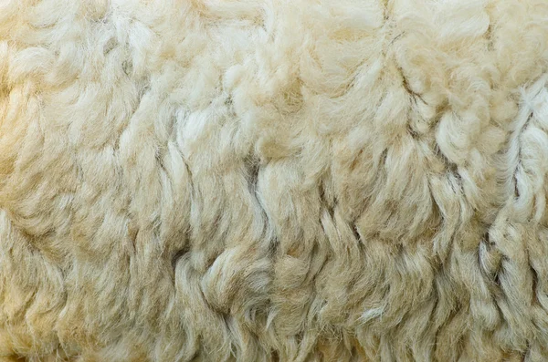 Sheep fur texture — Stock Photo, Image