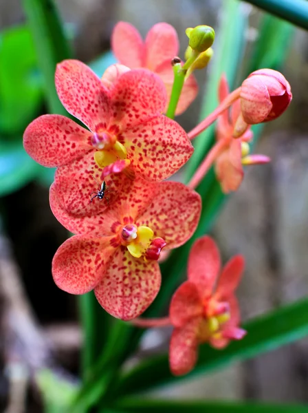 Orchideenblume — Stockfoto