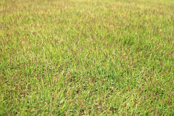 Green grass field background in park — Stock Photo, Image