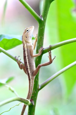 ağaç üzerinde kahverengi Tay kertenkele 