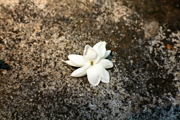 Jasmim isolado em pedra — Fotografia de Stock