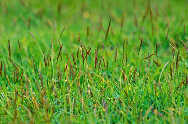 Fundo de uma grama verde — Fotografia de Stock
