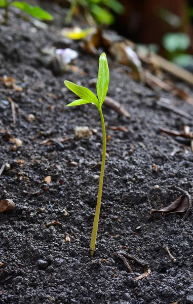 Primer plano de la pequeña planta — Foto de Stock