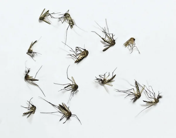 组的分离在白色背景上的蚊子大德 图库照片