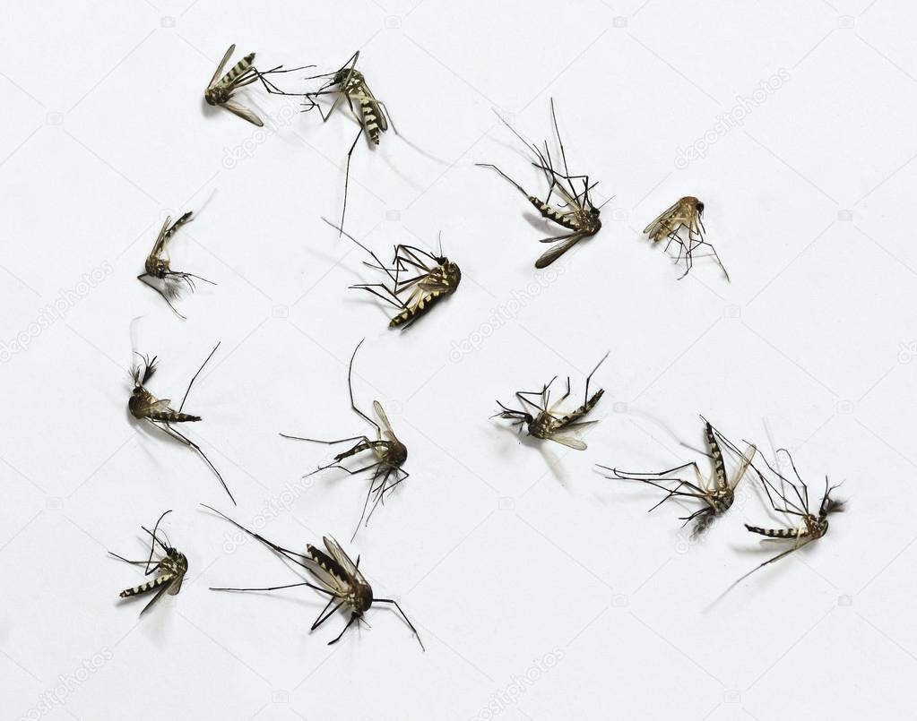 Group of Mosquito dade isolated on white backgroun