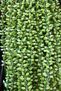 tembul palmiye meyve 