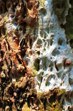 Okaliptüs kabuk dokusu arka plan 