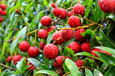 Ağaç üzerinde asılı lichees 