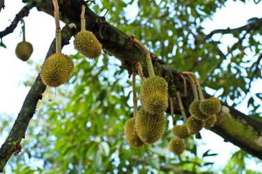 Genç durian ontree