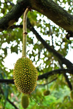 Genç durian ontree