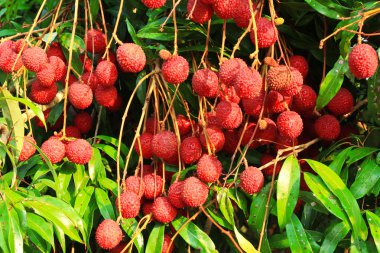 Ağaç üzerinde asılı lichees 