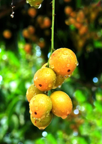 Бирманский виноград на дереве — стоковое фото
