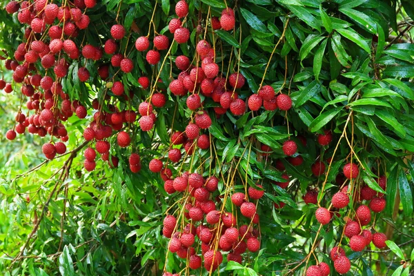 Lichees tergantung di pohon — Stok Foto