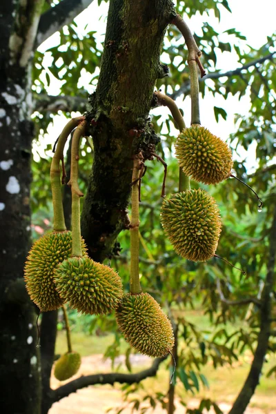 Młody durian ontree — Zdjęcie stockowe