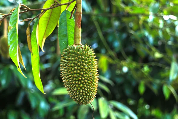 Young durian ontree — Stok Foto